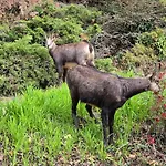 Architect House With Gorgeous View & Wildlife * Montreux