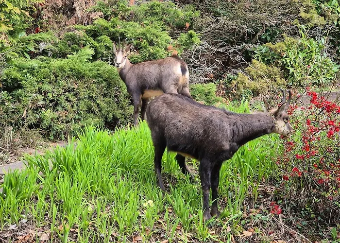 Architect House With Gorgeous View & Wildlife * Montreux
